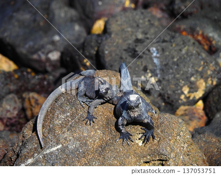 海鬣蜥一起曬太陽 137053751