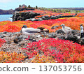 A family of Scarlet Gulls on the Galapagos Islands 137053756