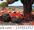 Land iguana resting under a large cactus 137053757