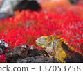 Land iguana resting with eyes closed 137053758