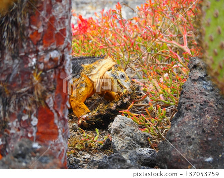 加拉巴哥登陸瓜納吃仙人掌 137053759