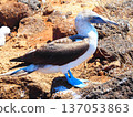A blue-footed booby staring at something 137053863