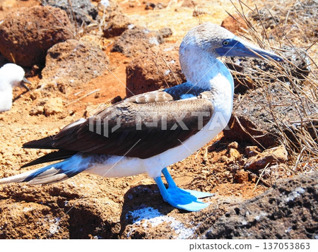 一隻藍腳鰹鳥正盯著某個東西。 一隻藍腳鰹鳥正盯著某個東西。 137053863