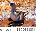 Blue-footed booby with chicks and eggs 137053864