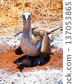 Blue-footed boobies protecting their eggs and chicks 137053865