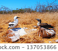 Blue-footed boobies parent and child 137053866