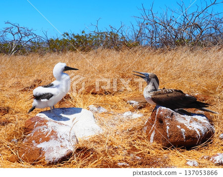 Blue-footed boobies parent and child Blue-footed boobies parent and child 137053866