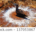 Blue-footed booby nest 137053867