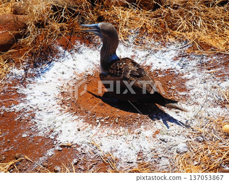 藍腳鰹鳥巢 藍腳鰹鳥巢 137053867
