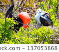Courting frigatebirds and young birds 137053868