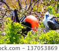 Courting frigatebirds and young birds 137053869