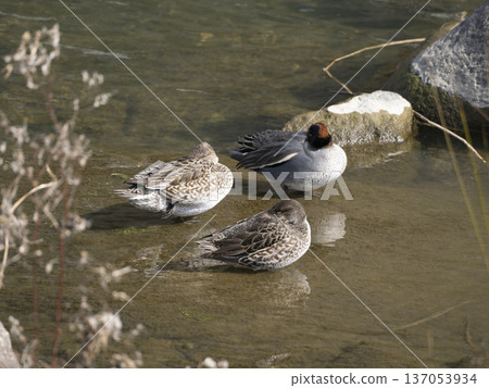 A teal resting in the shallows of a river A teal resting in the shallows of a river 137053934