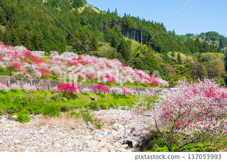 阿智村、花桃村 137053993