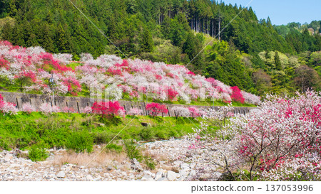 Achi Village, Hanamomo Village Achi Village, Hanamomo Village 137053996
