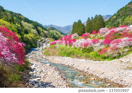 阿智村、花桃村 阿智村、花桃村 137053997