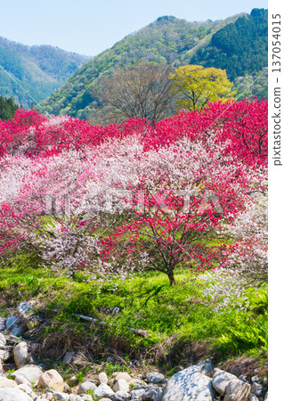 盛開的桃樹(位於阿知村的盛開桃樹村) 盛開的桃樹(位於阿知村的盛開桃樹村) 137054015