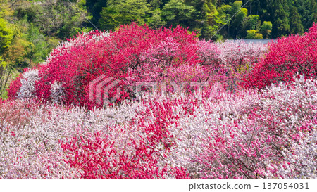 Flowering peach (at Flowering Peach Village, Achi Village) Flowering peach (at Flowering Peach Village, Achi Village) 137054031