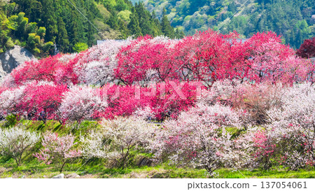 Flowering peach (at Flowering Peach Village, Achi Village) 137054061