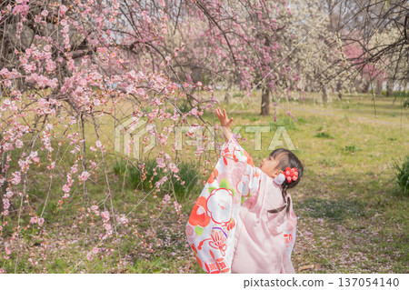 A girl in a kimono reaching for plum blossoms 137054140