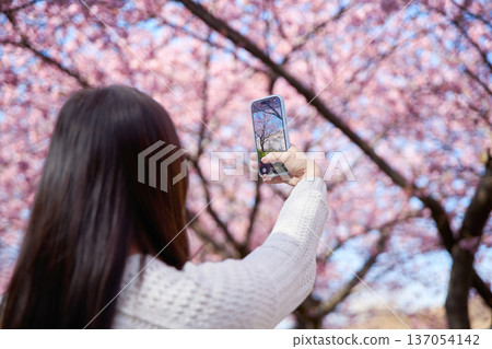 一位二十多歲的女子正在拍攝盛開的櫻花。 137054142