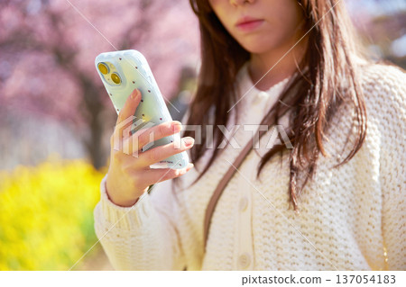 A woman in her twenties taking a photo of cherry blossoms in full bloom 137054183