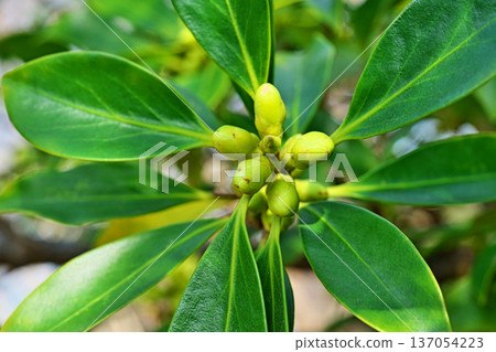 Yellow-green buds of Illicium sikimi (winter, February) Yellow-green buds of Illicium sikimi (winter, February) 137054223