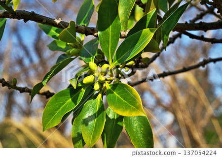 八角茴香(Illicium sikimi)的黃綠色芽(冬季,二月) 八角茴香(Illicium sikimi)的黃綠色芽(冬季,二月) 137054224