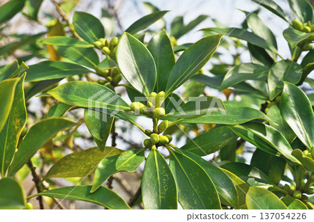 Yellow-green buds of Illicium sikimi (winter, February) 137054226