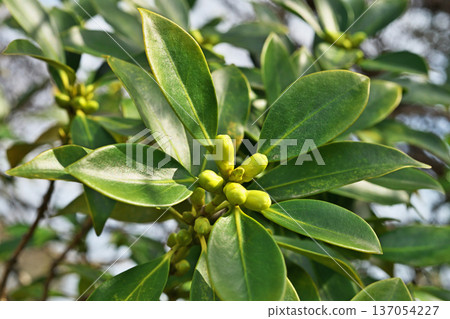 Yellow-green buds of Illicium sikimi (winter, February) 137054227