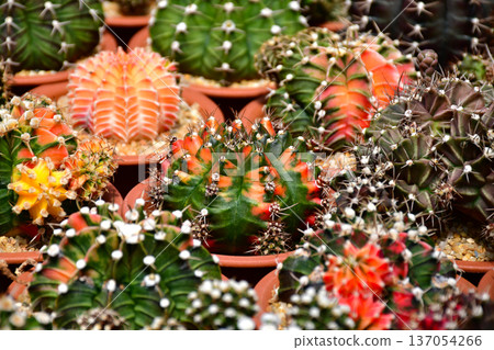 Collection of variegated Gymnocalycium mihanovichii cactus in a nursery greenhouse. 137054266