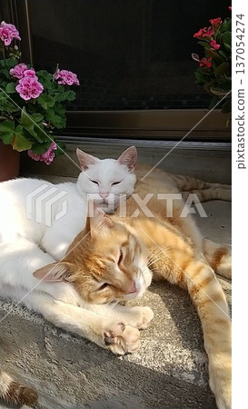 Two cats snuggle and sleep Two cats snuggle and sleep 137054274