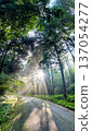 森林小徑和光線（光線） 137054277