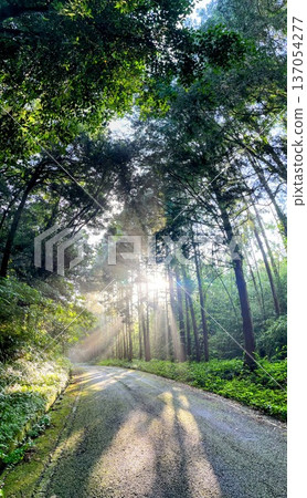 Forest path and rays of light (rays of light) 137054277