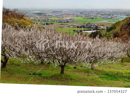 Ushio Plum Grove in full bloom Ushio Plum Grove in full bloom 137054327