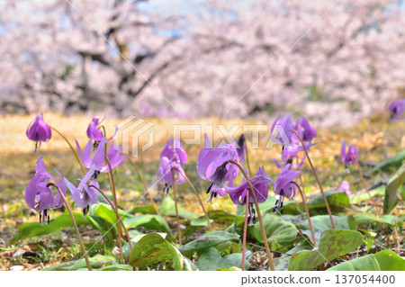 A pretty dogtooth violet flower against the backdrop of cherry blossoms in full bloom (1) 137054400