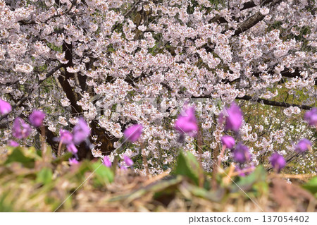 Cherry blossoms in full bloom and dogtooth violets in the foreground with blurred background 137054402
