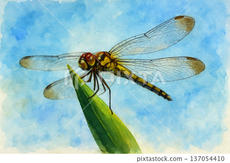 蜻蜓休息的翅膀 137054410
