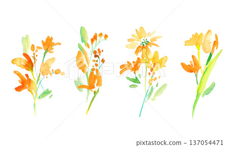 水彩畫。一組水彩黃色花卉插圖。黃色鬱金香向量植物背景。 137054471