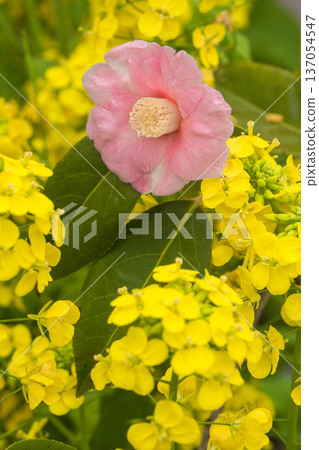 春天來了：油菜花和山茶花 137054547
