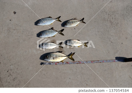 Silver Horse Mackerel Breakwater Fishing Lure Giant Horse Mackerel Silver Horse Mackerel Flathead Horse Mackerel Silver Horse Mackerel Breakwater Fishing Lure Giant Horse Mackerel Silver Horse Mackerel Flathead Horse Mackerel 137054584