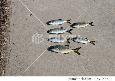 Silver Horse Mackerel Breakwater Fishing Lure Giant Horse Mackerel Silver Horse Mackerel Flathead Horse Mackerel 137054588