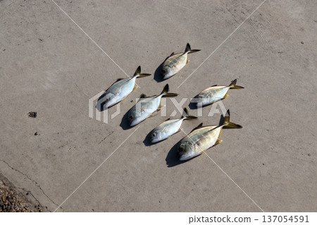 銀馬鮫防波堤釣餌巨型馬鮫銀馬鮫扁頭馬鮫 銀馬鮫防波堤釣餌巨型馬鮫銀馬鮫扁頭馬鮫 137054591