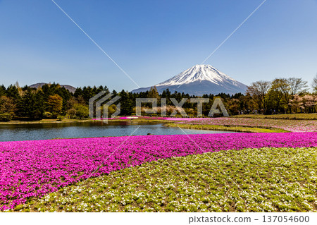 山梨縣富士芝櫻節 芝櫻和富士山 山梨縣富士芝櫻節 芝櫻和富士山 137054600
