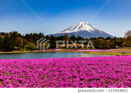 Yamanashi Prefecture Fuji Shibazakura Festival Shibazakura and Mount Fuji 137054601