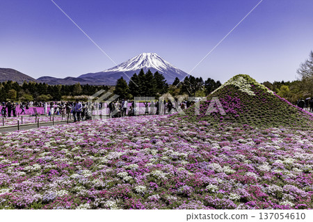 Yamanashi Prefecture Fuji Shibazakura Festival Shibazakura and Mount Fuji 137054610