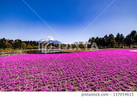 Yamanashi Prefecture Fuji Shibazakura Festival Shibazakura and Mount Fuji 137054615
