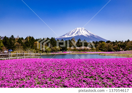 Yamanashi Prefecture Fuji Shibazakura Festival Shibazakura and Mount Fuji 137054617