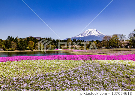 Yamanashi Prefecture Fuji Shibazakura Festival Shibazakura and Mount Fuji Yamanashi Prefecture Fuji Shibazakura Festival Shibazakura and Mount Fuji 137054618