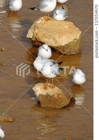 Perch on the water 137054670