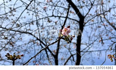 The pretty pink flowers and budding buds of early-blooming Kawazu cherry blossoms against the blue sky that heralds the arrival of spring. 137054861